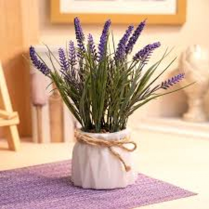 Лаванда в Уральске