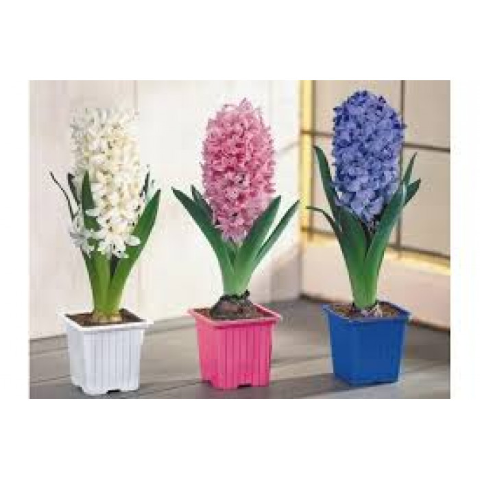 Гиацинты в Уральске