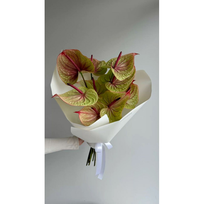 Антуриумы в Уральске