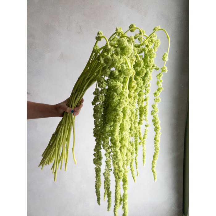 Амарантус в Уральске