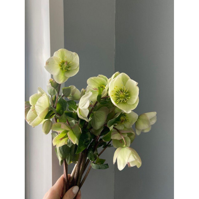 Хелеборус в Уральске