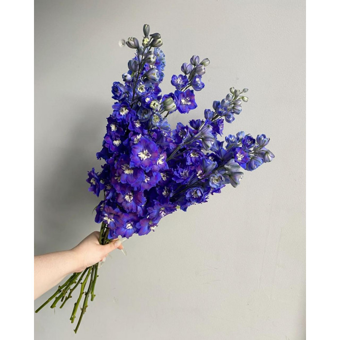 Делфиниум в Уральске