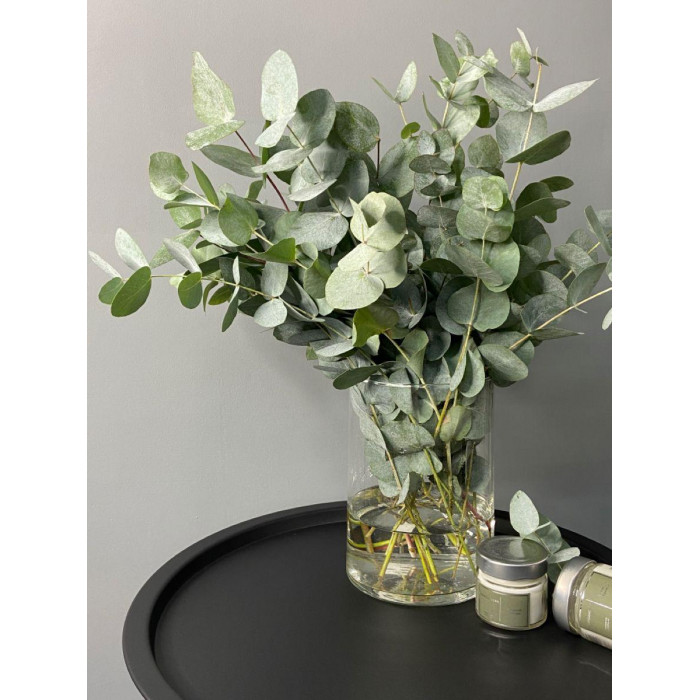 Эвкалипт в Уральске