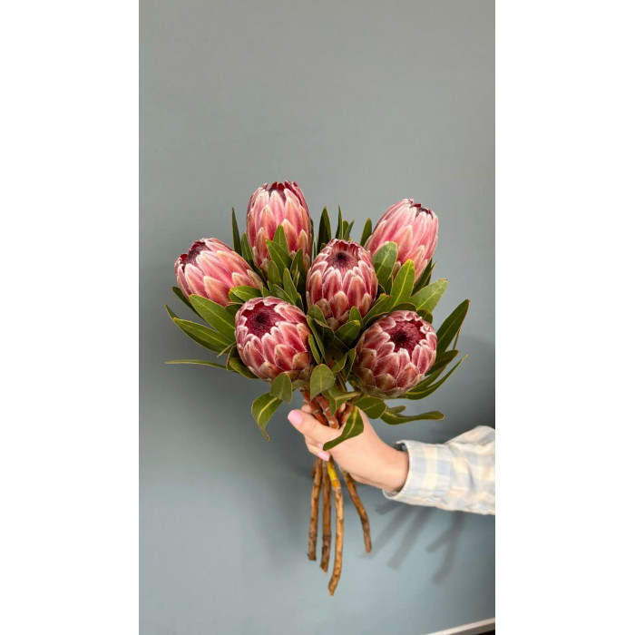 Протея в Уральске