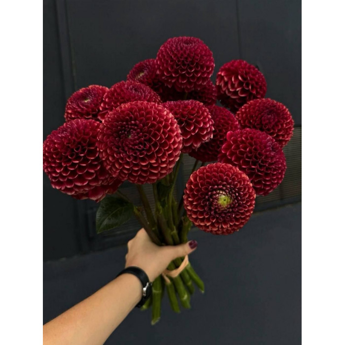 Георгины в Уральске