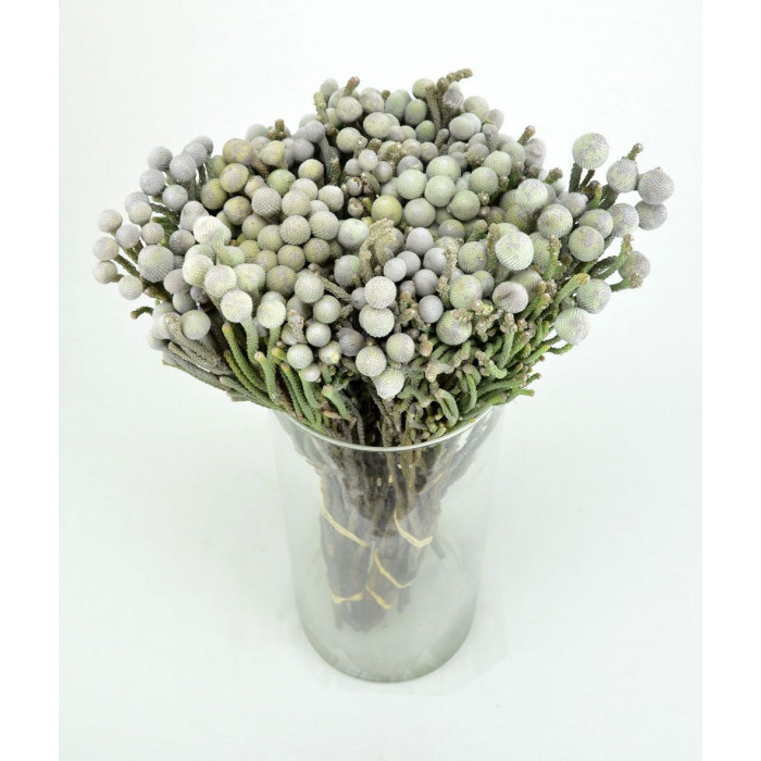 Бруния в Уральске