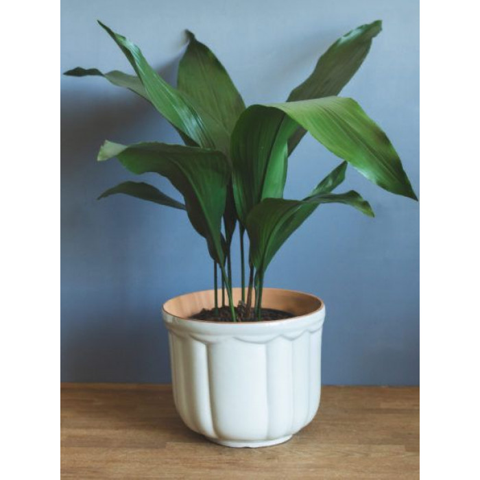 Аспидистра в Уральске