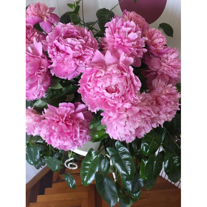 Пион древовидный в Уральске