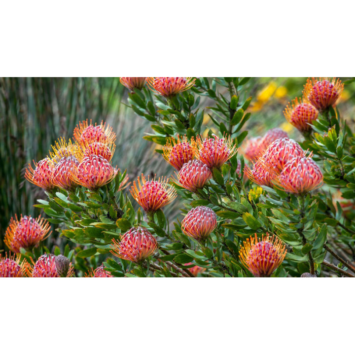 Леукоспермум в Уральске