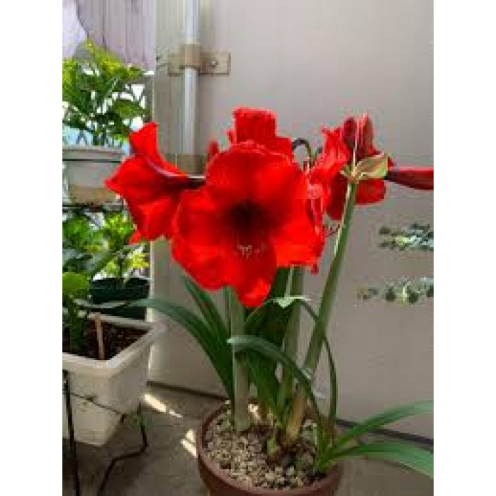 Амариллис в Уральске