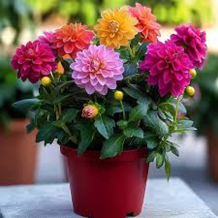 Георгины в Уральске