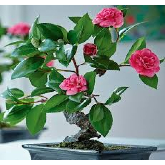 Камелия в Уральске