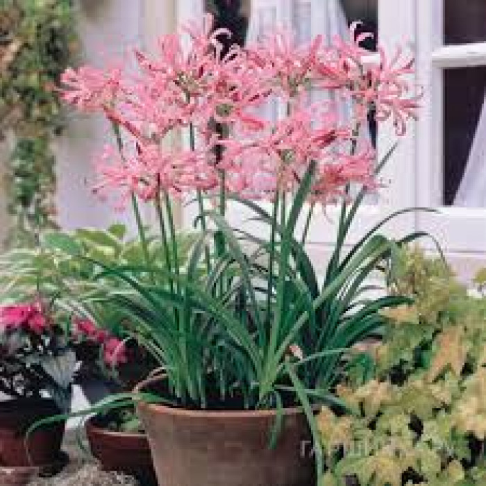 Нерине в Уральске