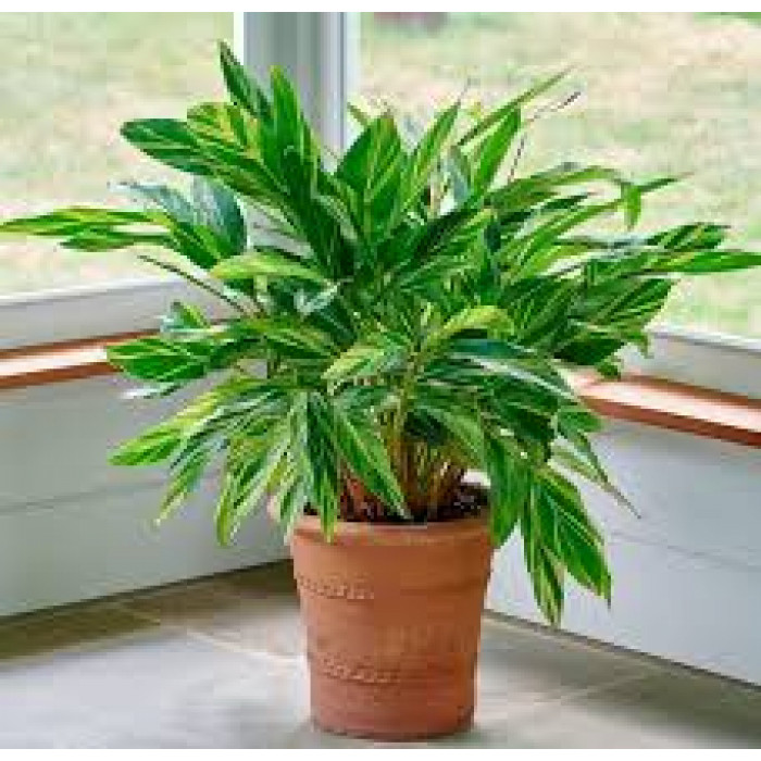 Альпиния в Уральске