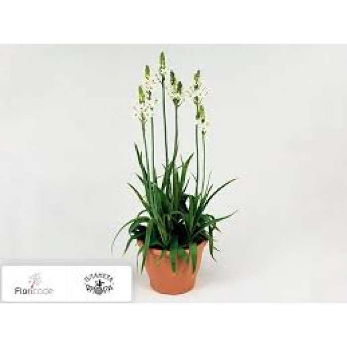 Орнитогалум в Уральске