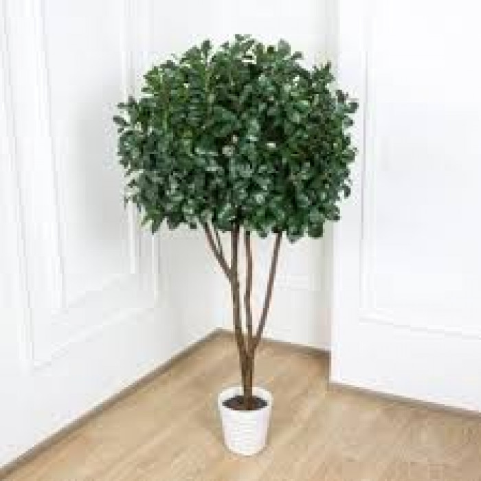 Рускус в Уральске